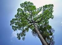 Đưa lâm nghiệp ra khỏi rừng