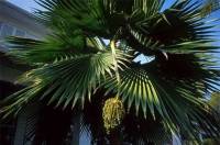 Dùng lá chà là làm sạch nước thải y tế