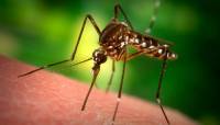 Tự ý phun thuốc diệt muỗi: Muỗi không chết, người đổ bệnh