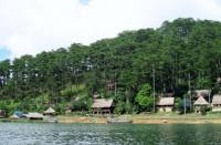 Sản xuất nhang sạch từ lá thông